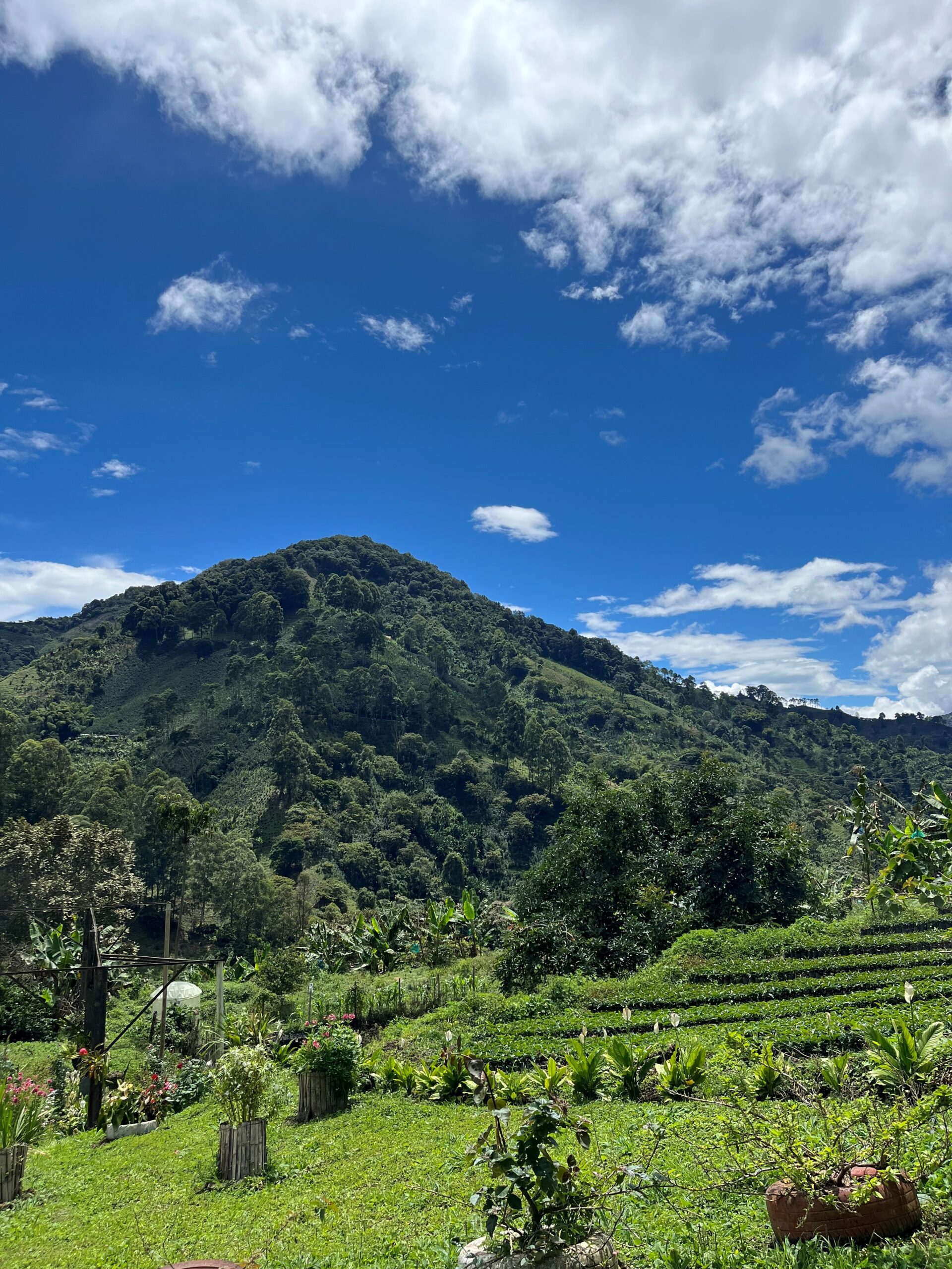 Koopi Genova - Colombie – Image 3