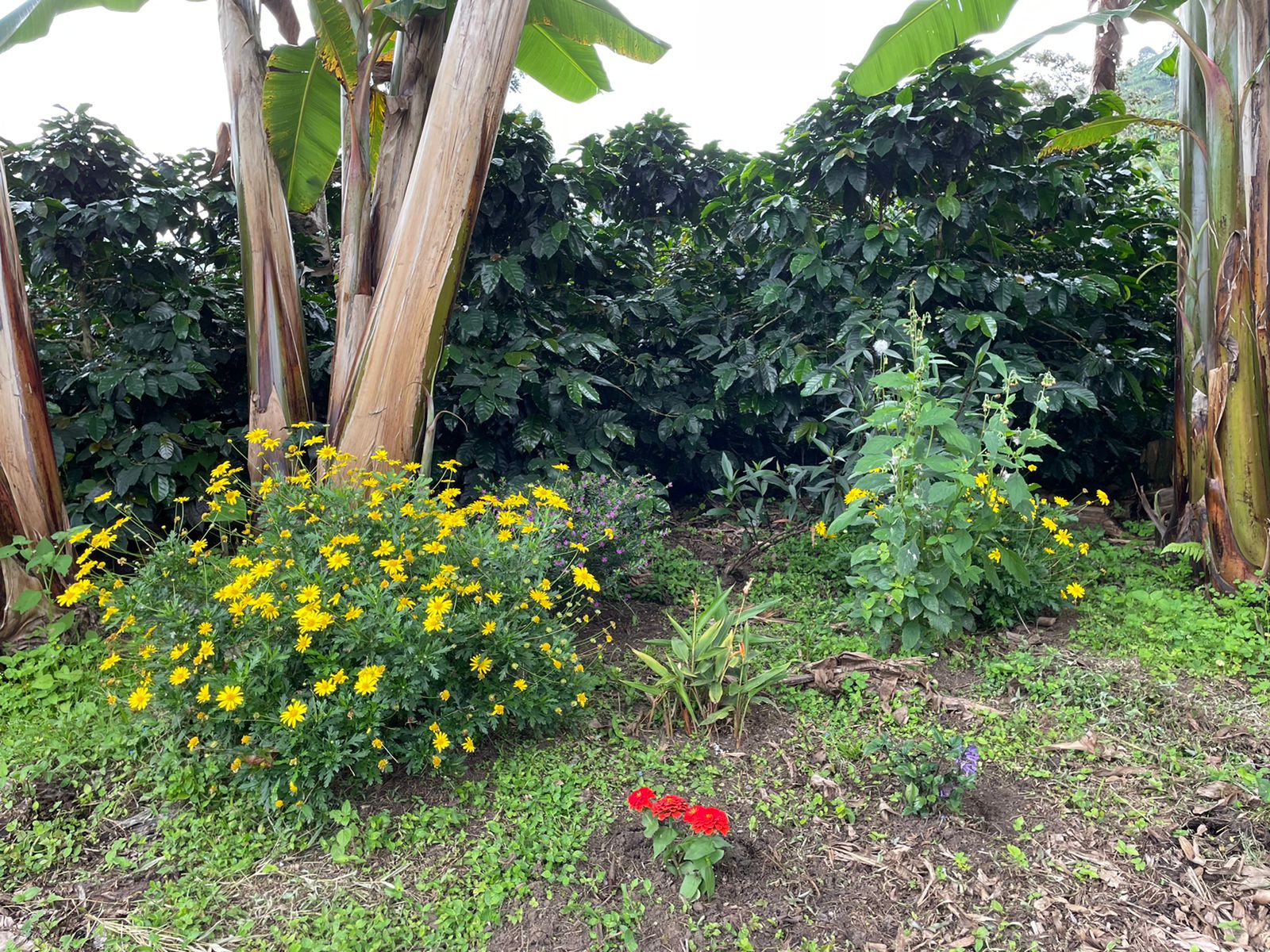 Koopi Genova - Colombie – Image 2